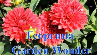 Георгина Garden Wonder