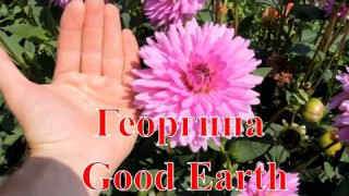 Георгина Good Earth