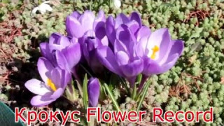 Крокус Flower Record