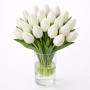 Тюльпан зріз Antarctica 25 шт (букет)