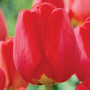 Тюльпан зріз Apeldoorn 25 шт (букет)