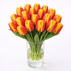Тюльпан зріз Apeldoorn Elite 25 шт (букет)