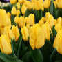 Тюльпан зріз Bright Sun 25 шт (букет)