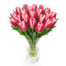 Тюльпан зріз Debutant 25 шт (букет)