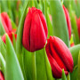 Тюльпан зріз Delta Red 25 шт (букет)