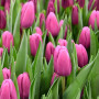 Тюльпан зріз Fortress 25 шт (букет)