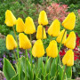 Тюльпани зріз Garant 25 шт (букет)