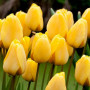 Тюльпан зріз Golden Apeldoorn 25 шт (букет)