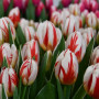 Тюльпан зріз Happy Generation 25 шт (букет)