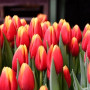 Тюльпан зріз Hennie van der Most 25 шт (букет)