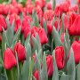 Тюльпан зріз Ile de France 25 шт (букет)