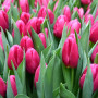 Тюльпан зріз Ivanka 25 шт (букет)