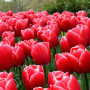 Тюльпан зріз Kung Fu 25 шт (букет)