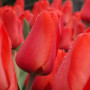 Тюльпан зріз Lalibela 25 шт (букет)