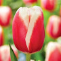 Тюльпан зріз Lech Walesa 25 шт (букет)