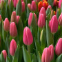 Тюльпан зріз Milkshake 25 шт (букет)
