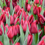 Тюльпан зріз Pallada 25 шт (букет)