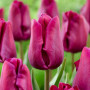 Тюльпан зріз Purple Eye 25 шт (букет)