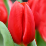 Тюльпан зріз Red Light 25 шт (букет)