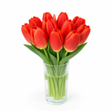 Тюльпан зріз Red Light 25 шт (букет)