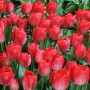Тюльпан зріз Red van Eijk 25 шт (букет)