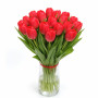 Тюльпан зріз Red van Eijk 25 шт (букет)