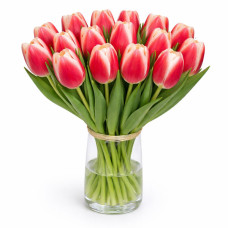 Тюльпан зріз Timeless 25 шт (букет)