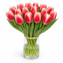 Тюльпан зріз Timeless 25 шт (букет)