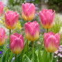 Тюльпан зріз Tom Pouce 25 шт (букет)