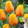 Тюльпан Blushing Apeldoorn 3 шт в горщику