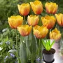 Тюльпан Blushing Apeldoorn 3 шт в горщику