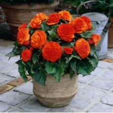 Бегония Non Stop Orange
