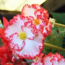 Бегония Marginata White