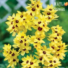 Іксія Yellow Emperor