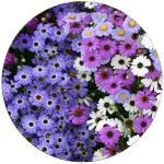 Семена брахикомы (3)