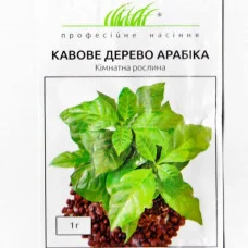 Кофейное дерево Арабика 1 г Проф.насіння