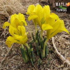 Ірис Reticulata Danfordiae