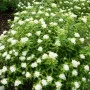 Спірея японська Albiflora (саджанець)