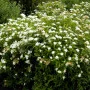 Спірея японська Albiflora (саджанець)