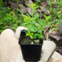 Спірея японська Albiflora (саджанець)