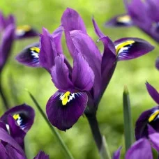 Ірис Reticulata Purple Hill