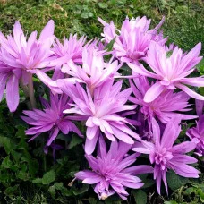 Безвременник Waterlily