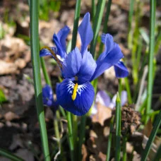 Ірис Reticulata Blue Hill