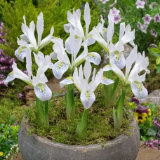 Ірис Reticulata Polar Ice