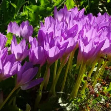 Безвременник Lilac Bedder
