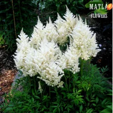 Астильба Japonica Deutschland 1.5 л
