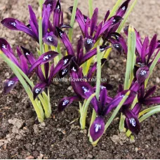 Ірис Reticulata Pauline