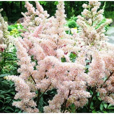 Астильба Peach Blossom