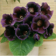 Глоксинія Violacea