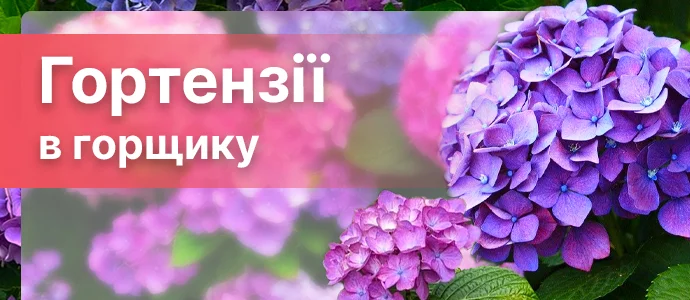 Перейти в каталог >>